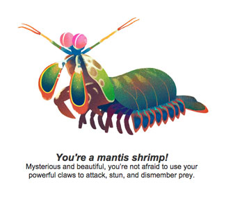 Mantis Shrimp