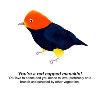 Red Capped Manakin
