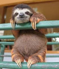 Three-toed Sloth