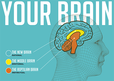 Three parts of the brain from SalesBrain